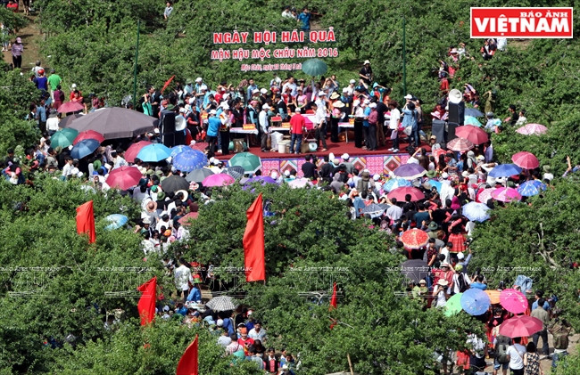 La fiesta de cosecha de ciruelas atrajo un aluvión de turistas a Moc Chau.