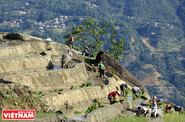 Una vez acumulada suficiente agua, se comienza la labranza.