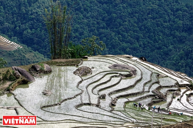 Una vez acumulada suficiente agua, se comienza la labranza.