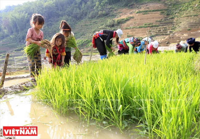 Niños ayudan a sus padres en los campos.