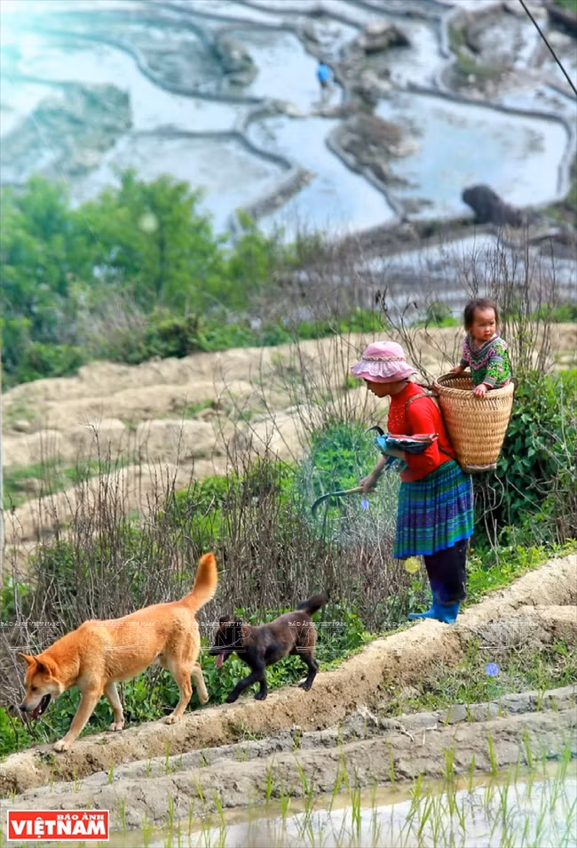 Vida en el campo 