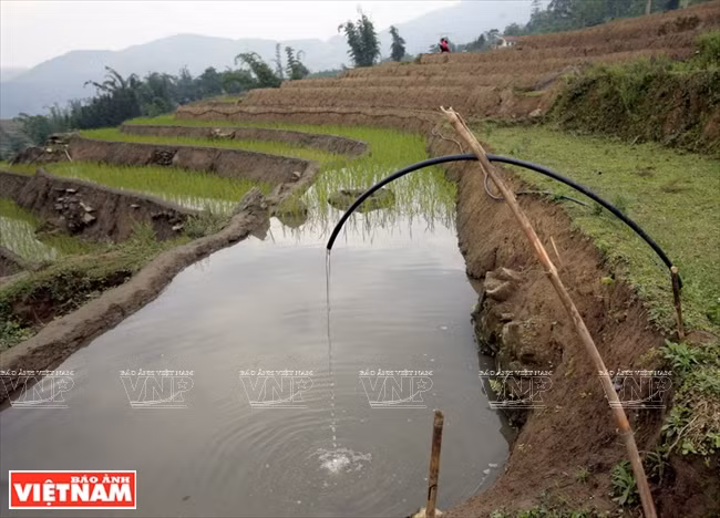 Agua desde arriba es traslada mediante el sistema de tuberías a los arrozales 