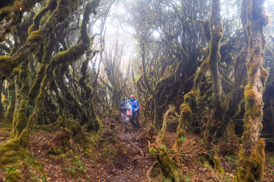 Turistas en el camino para conquistar el pico Ta Xua. (Fuente: VNA)