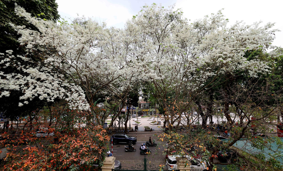 Los frágiles pétalos de las flores de Sua florecen juntos en un rincón blanco del cielo de la capital. (Fuente:VNA)