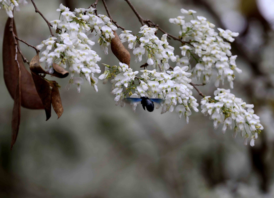Sua es una planta leñosa con pequeñas flores blancas que florecen en racimos y son muy fragantes. (Fuente:VNA)
