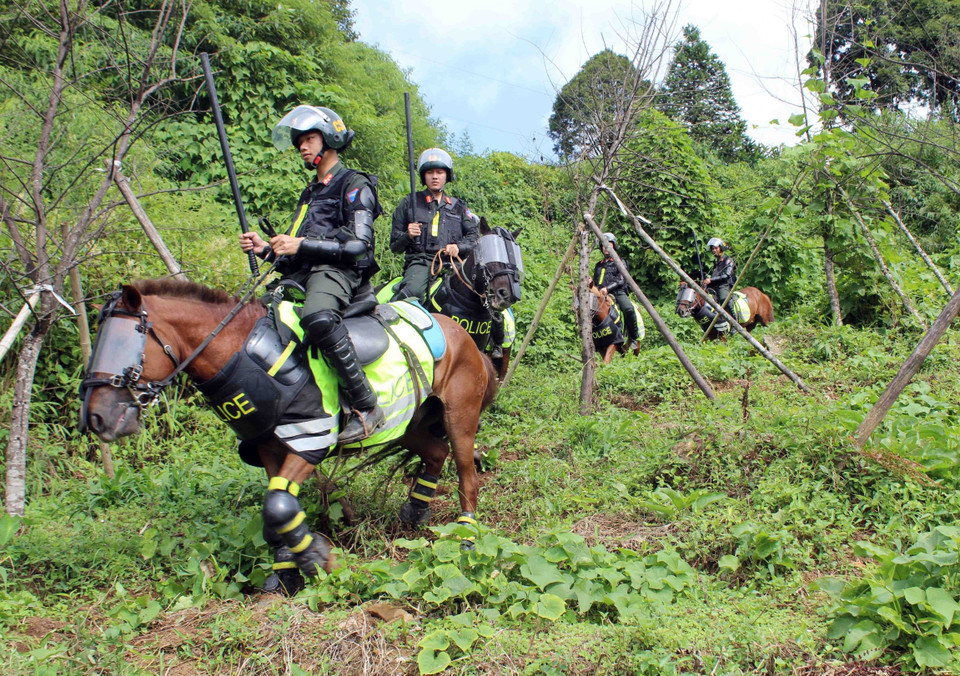 Además de la capacidad de lucha, los caballos también tienen la capacidad de soportar grandes cargas, dureza, resistencia y movimiento estable, lo cual ayuda a las fuerzas policiales a patrullar y controlar áreas con terreno difícil donde los vehículos motorizados se no pueden utilizar. (Fuente:VNA)