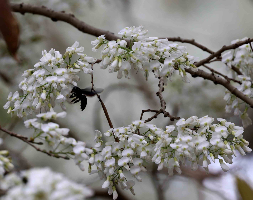 Sua es una planta leñosa con pequeñas flores blancas que florecen en racimos y son muy fragantes. (Fuente:VNA)