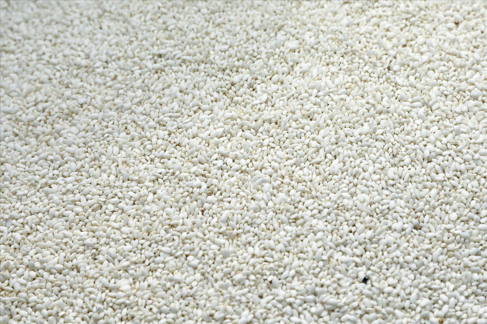 El arroz glutinoso seleccionado es delicioso, con granos redondos y regordetes. (Fuente: VNA)
