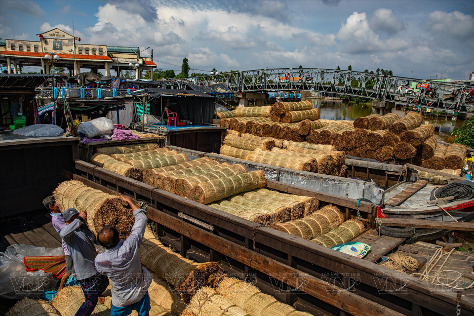 La juncia constituye la principal materia prima para la fabricación de esteras de la aldea artesanal de Dinh Yen. (Fuente:VNA)