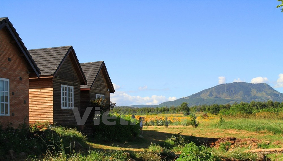 El campo de girasol en Lam Dong (Fuente: VNA)
