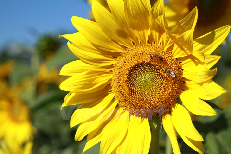 El campo se encuentra a 30 kilómetros al Sur de la ciudad de Da Lat (Fuente: VNA)