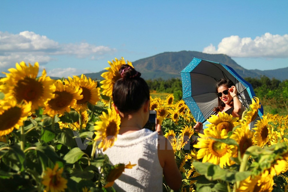 Todo el mundo quiere captar imágenes del pintoresco campo de girasol (Fuente: VNA)
