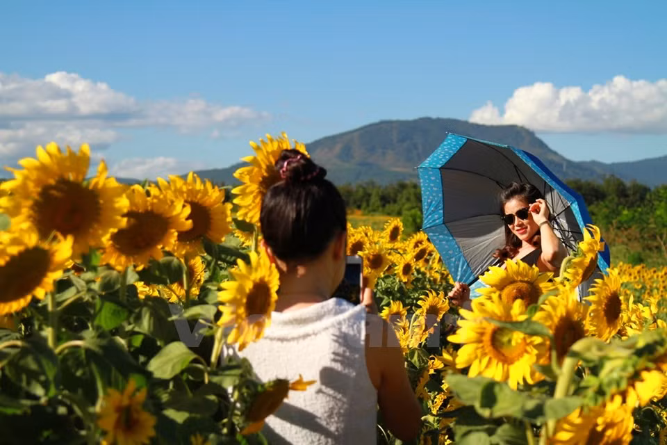 Todo el mundo quiere captar imágenes del pintoresco campo de girasol (Fuente: VNA)