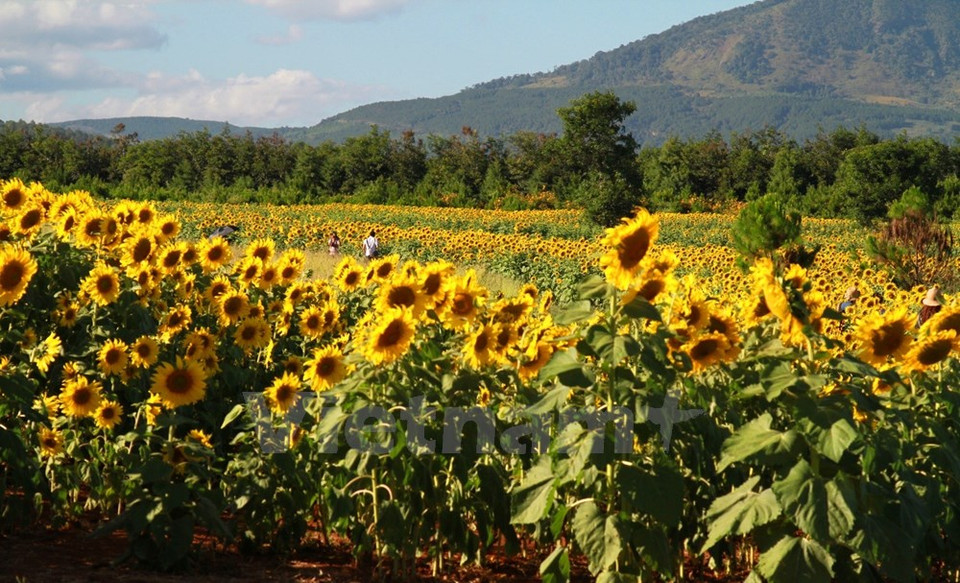 Las plantas se cultivan en el terreno de la compañía Dalat Milk (Fuente: VNA)