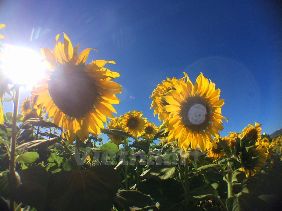 Localizada a 1500 metros sobre el nivel del mar, Lam Dong posee un clima agradable (Fuente: VNA)
