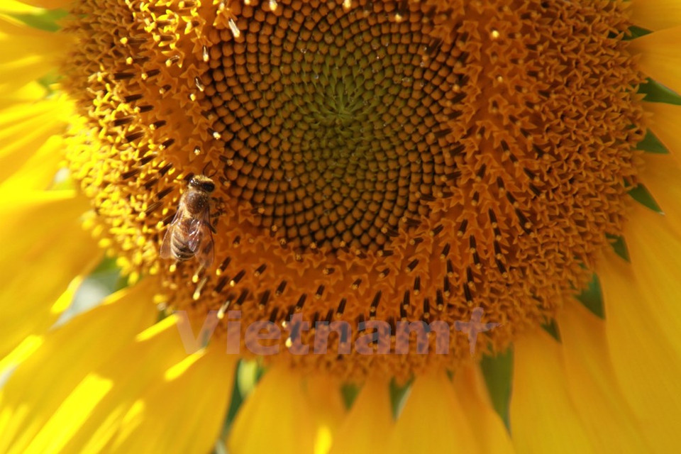 Las flores atraen muchas abejas (Fuente: VNA)