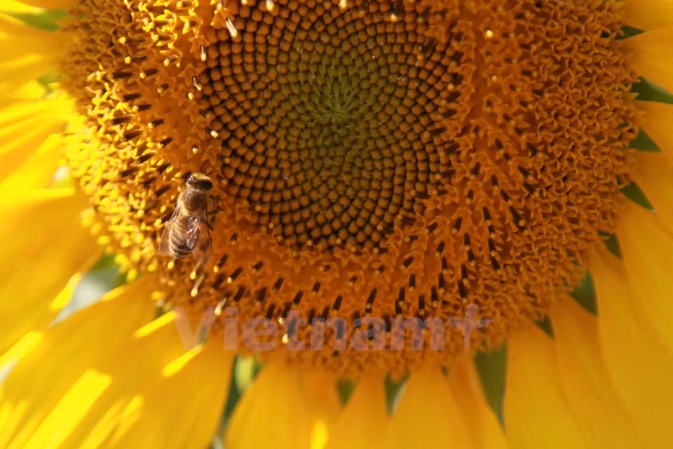 Las flores atraen muchas abejas (Fuente: VNA)