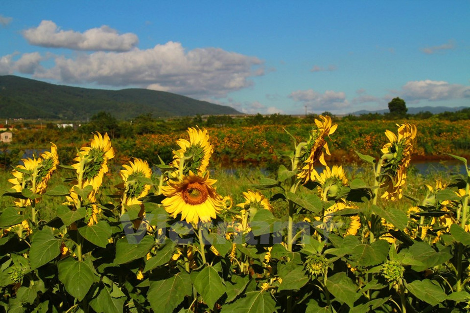 Al lado de los girasoles hay un campo de tornasol mexicano (Fuente: VNA)