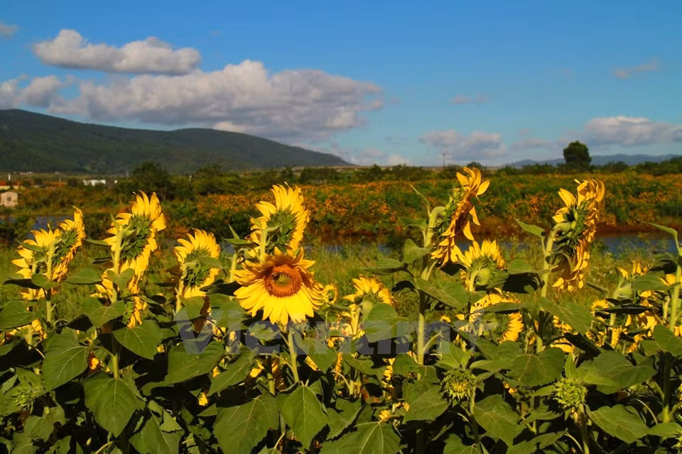 Al lado de los girasoles hay un campo de tornasol mexicano (Fuente: VNA)