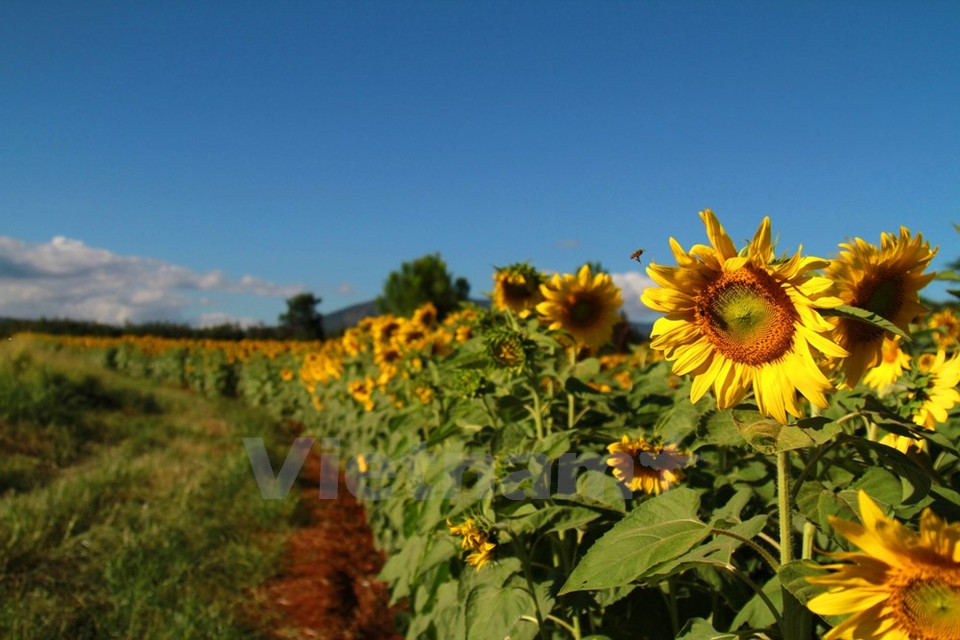 Las actividades turísticas no afectan al medio ambiente (Fuente: VNA)