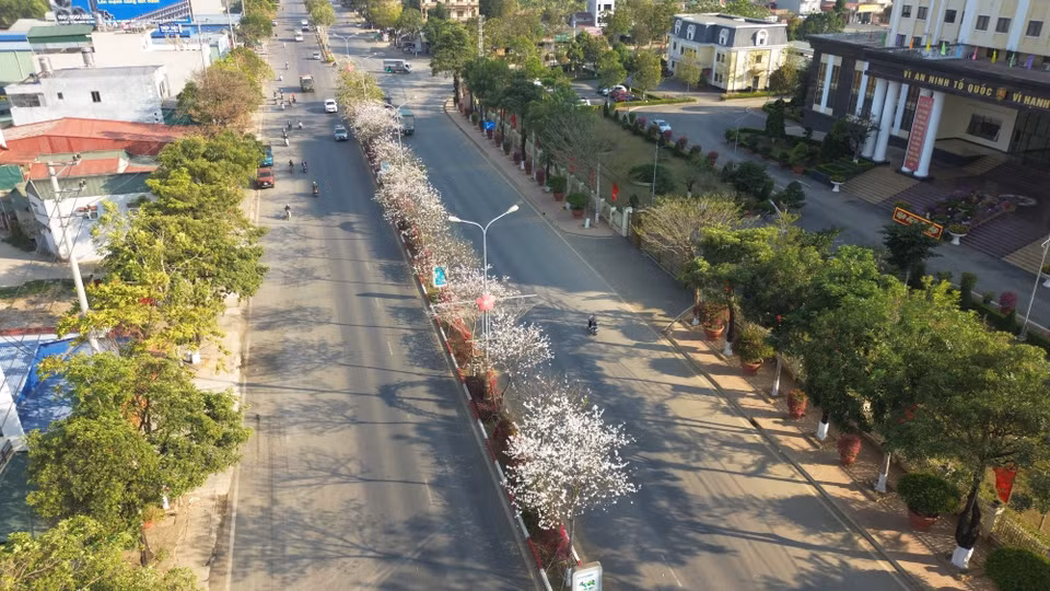 Filas de flores blancas de Ban en la ruta Hanoi - Son La. (Foto: VNA)