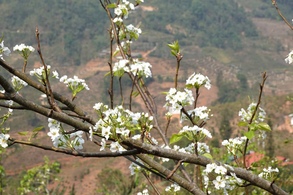 Las flores de peral se agrupan en racimos y duran de dos a tres semanas. (Foto: VNA)