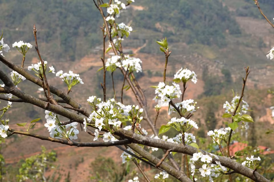 Las flores de peral se agrupan en racimos y duran de dos a tres semanas. (Foto: VNA)