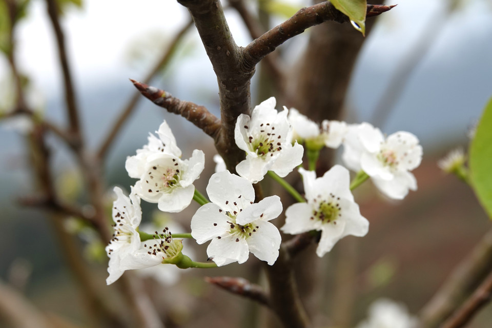 Las flores de peral reflejan una belleza pura, frágil, rústica y atractiva. (Foto: VNA)