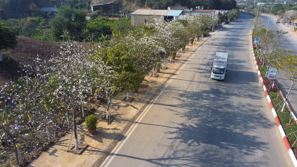 Filas de flores blancas de Ban en la ruta Hanoi - Son La. (Foto: VNA)