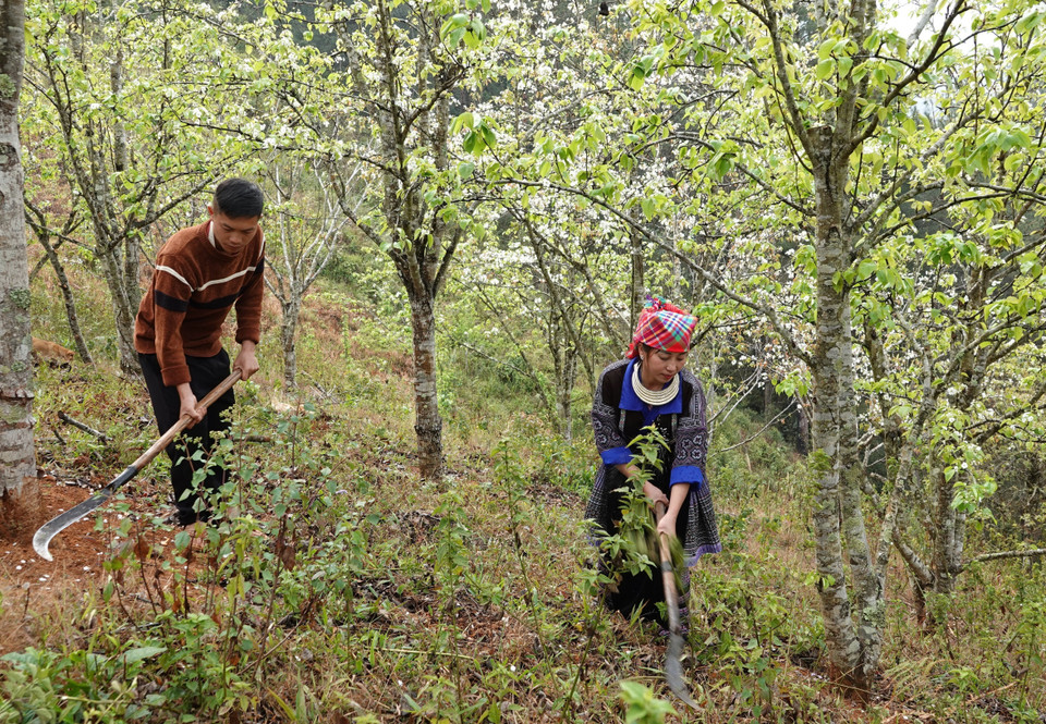 En la comuna de Pung Luong, distrito de Mu Cang Chai, existen muchos modelos de cultivo de peras que aportan alta eficiencia económica a los pobladores locales. (Foto: VNA)