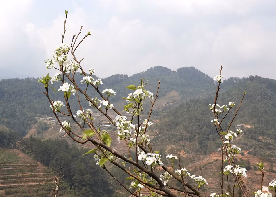 La flor de peral es una de las típicas de la comuna de Pung Luong, distrito de Mu Cang Chai. (Foto: VNA)