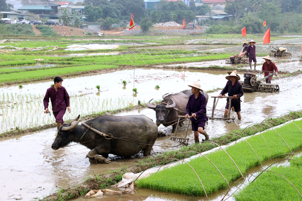 Los pobladores realizan un ritual en el campo de arroz (Foto: VNA)