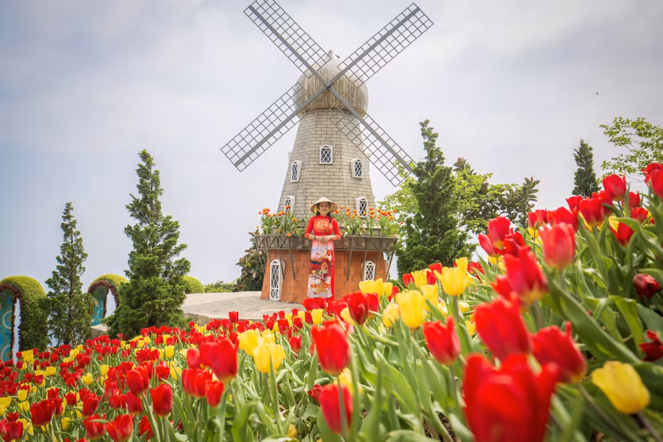 Turistas se toman fotos en el jardín de tulipanes, que suelen florecer en regiones de baja temperatura pero esta vez aparecen en la montaña de Vietnam. (Fuente: VNA)