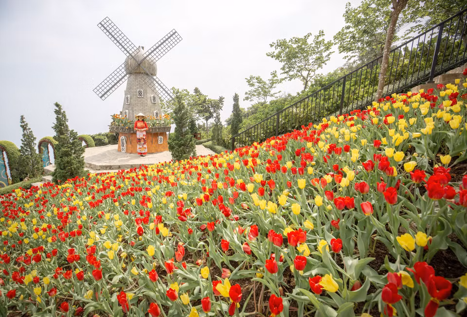 El jardín de tulipanes crea una nueva apariencia para la montaña de Ba Den. (Fuente: VNA)