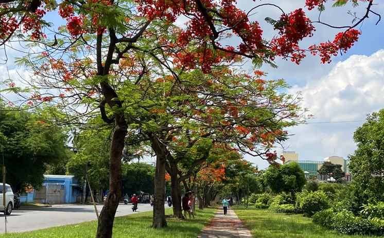 Los flamboyanes lucen su color rojo brillante en los días de verano.