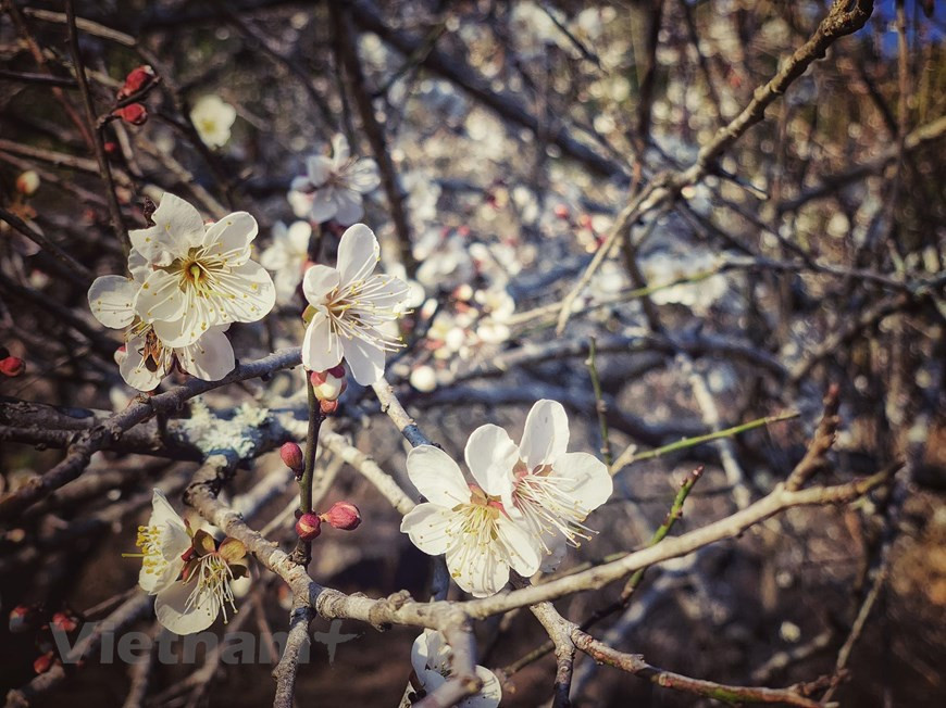 Las flores de ciruela china parecen pequeños copos de nieve. (Fuente: VNA)