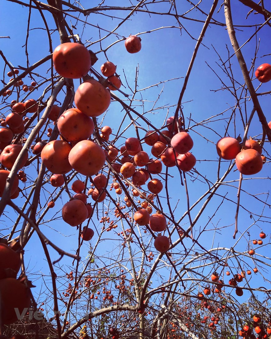 Las frutas de caqui parecen faroles de color amarillo anaranjado colados en las ramas. (Fuente: VNA)
