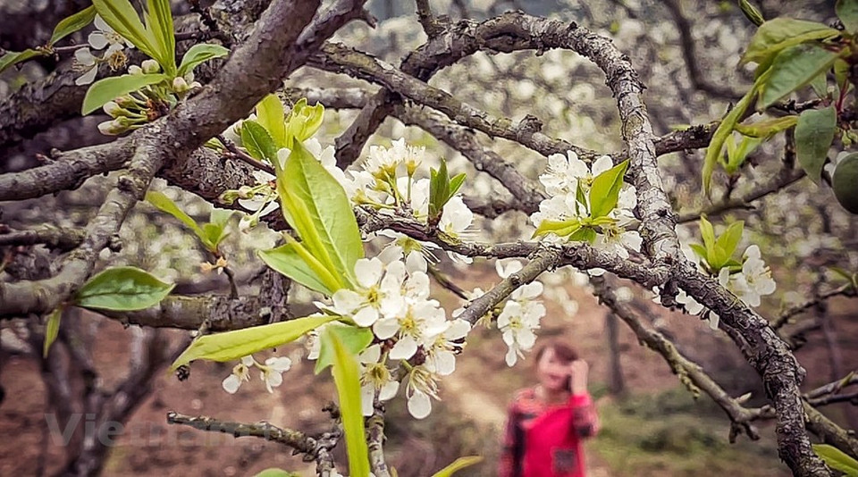 Desde mayo hasta agosto, las ramas de los ciruelos se comban por el peso de las ciruelas verdes y rojas. Coger la fruta directamente del árbol y degustarla es un gran placer. En esta época del año, los turistas son siempre muy numerosos, ya que desean disfrutar del clima templado de Moc Chau y escapar del calor del verano en las grandes ciudades. Desde octubre hasta diciembre, las canolas y los girasoles mexicanos colorean las colinas y valles con el blanco y el amarillo de sus pétalos. Entonces, los turistas optan por visitar las aldeas más lejanas como Long Luong, Thong Cuong, Pa Phach y Ang y el valle de Na Ka para tomar fotografías impresionantes.(Foto: Vietnam+) 