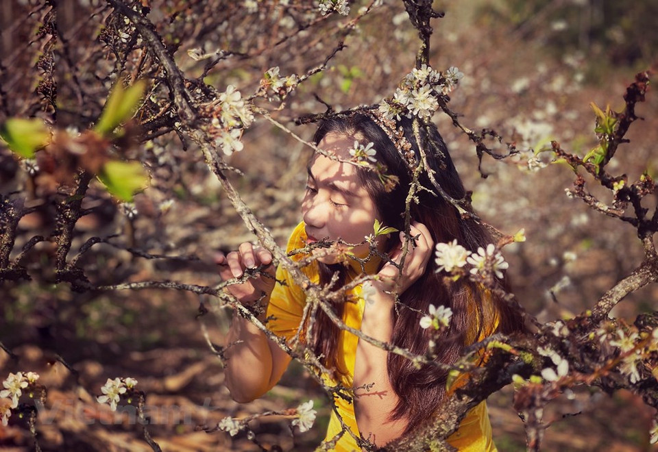 Moc Chau es un destino atractivo gracias a sus impresionantes valles embellecidos por las flores durante todo el año. El lugar se ha convertido en un sitio de check-in muy conocido que atrae a los visitantes de todos los lugares del país. Con cuatro horas de viaje de Hanoi a Moc Chau, los turistas podrán llegar al lugar con facilidad. Moc Chau no solo es conocido por su vasta plantación de ciruela, sino también por sus inmensas colinas de té. Cada año, el distrito homónimo organiza un festival cultural para que la gente Mong se conozca y podrá formar parejas de acuerdo con sus tradiciones. (Foto: Vietnam+)