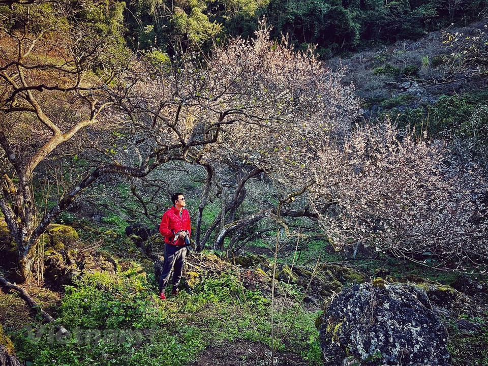 El lugar tiene estepas vastas praderas y hermosas montañas en el norte. En la primavera, las flores y árboles brotan, lirismo fresca, el pueblo mantiene la identidad étnica original y celebra la fiesta tradicional de bienvenida a la primavera. Todo le dará momentos de calma, tranquilidad y relajación. A finales de enero, el primer mes del febrero es tiempo de florecimiento de la flor. Marzo es la temporada en el que las flores Ban brotan, mientras de octubre a diciembre es la estación de las flores Cai y Da Quy. La meseta de Moc Chau, en la provincia norteña de Son La, cada estación del año se viste de la belleza naturaleza diferente, carismático y lleno de vida activa. (Foto: Vietnam +)