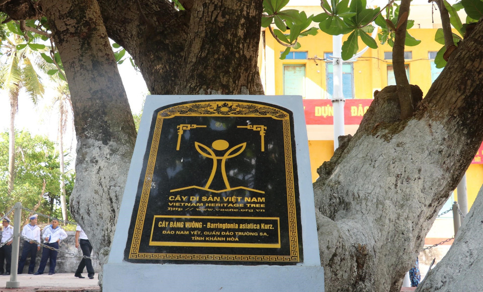 El árbol Barringtonia asiática fue reconocido como patrimonio de Vietnam. (Foto: VNA)