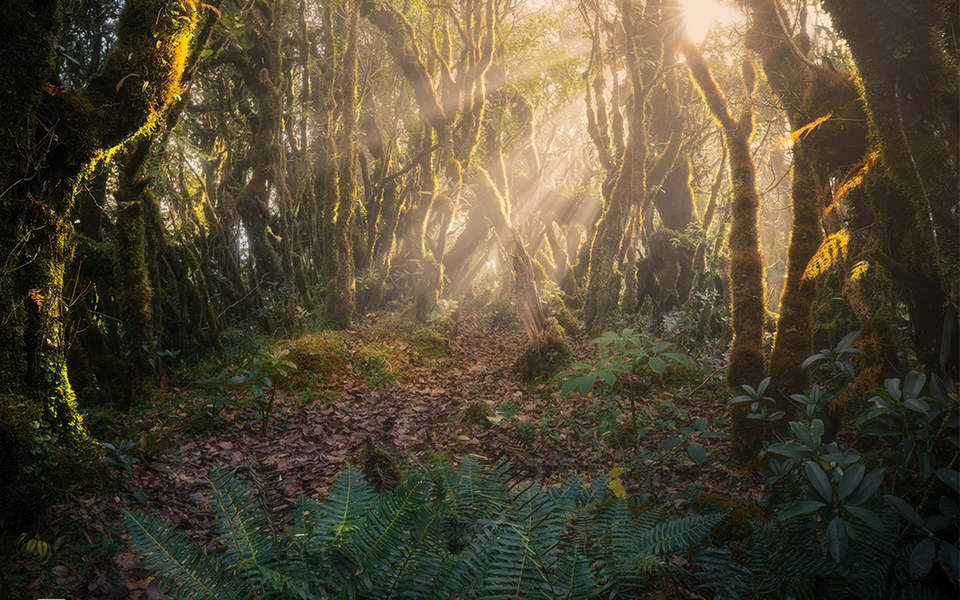  El bosque de hadas da la bienvenida a los rayos del sol. (Fuente: vnexpress.net)