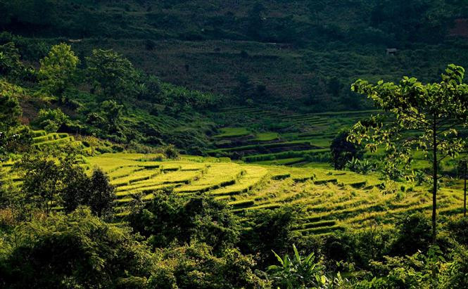  La belleza de los campos en terrazas de Ta Leng es poética bajo el sol de la tarde otoñal. (Foto: VNA)