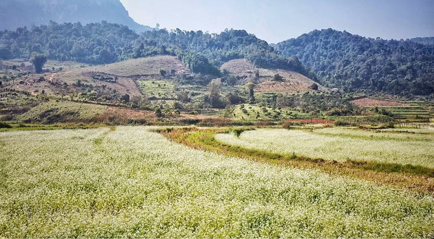 Las flores se siembran de forma intercalada (Foto: Vietnam+)