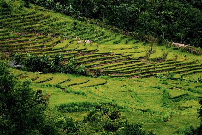 Las terrazas de arroz en Ta Leng. (Foto: VNA)