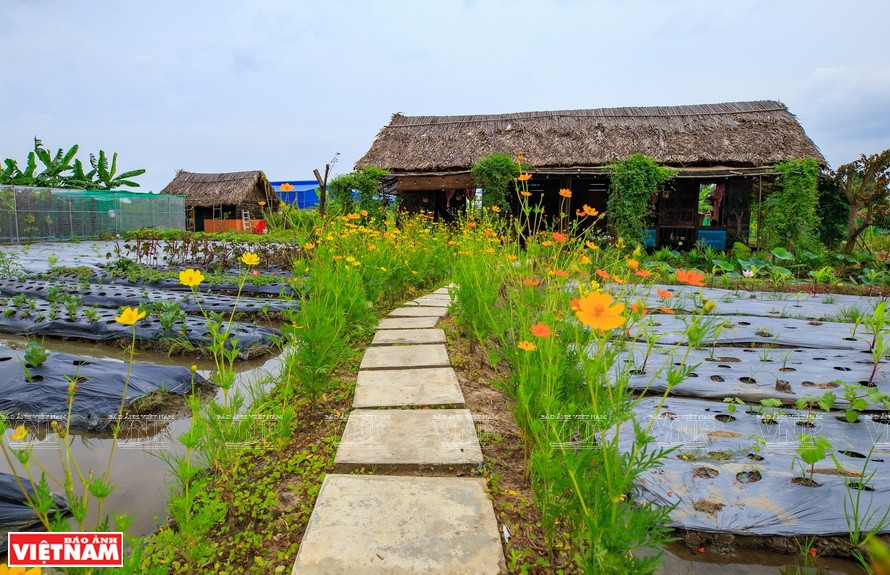La escena en la granja Dat Phuong Nam se crea como un campo del sur, muy tranquilo y cercano a la naturaleza. (Foto: Revista Vietnam)