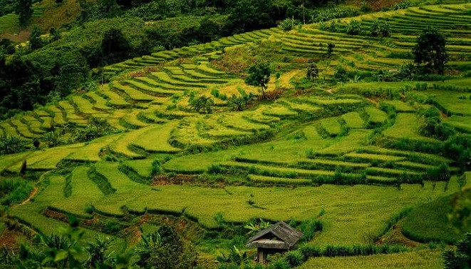  Los campos de arroz se extienden a lo largo de las laderas de la montaña. (Foto: VNA)