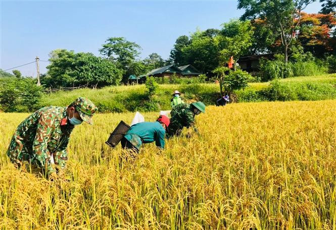 Aprovechando el tiempo libre en el puesto de control de la pandemia, los oficiales y soldados de la guardia fronteriza de la provincia central de Quang Tri fueron a los campos para ayudar a las personas a cosechar arroz. (Foto: VNA)