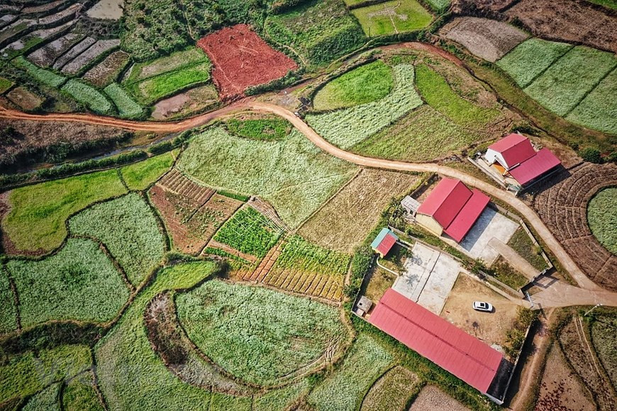 El campo de arroz extendido de este valle hasta el otre donde los locales cultivan flores de alforfón (Foto: Vietnam+)