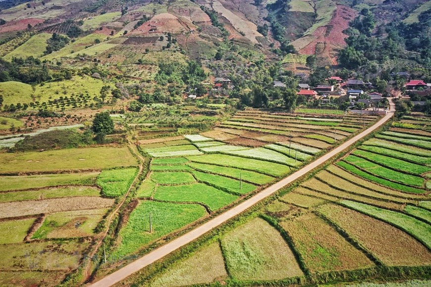 Las parcelas de flores, extendidas desde el valle hasta la cima de la colina, se dividen en celdas, formando diferentes gamas de color (Foto: Vietnam+)